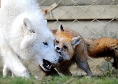 Kus! - Falvie, Fox, Wolf, Animals, Art, The photo, Wild animals, Kus