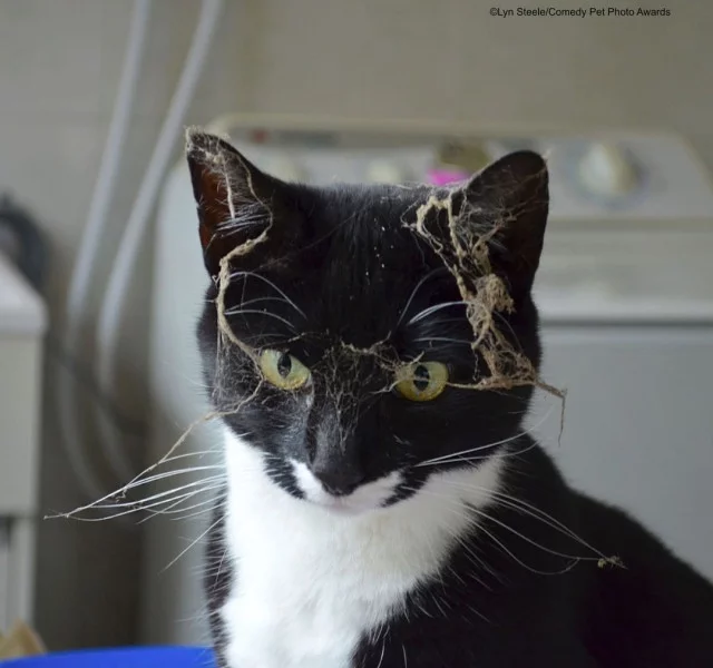 Explored all unexplored places) - cat, Black cat, Web, Dust, Research