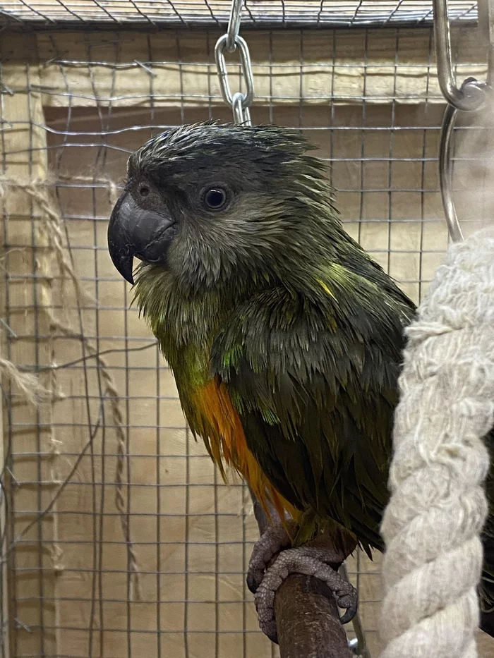 Wet birds - My, Parakeet, Aratinga Endaya, gouldian finches, Corella, Longpost, Birds