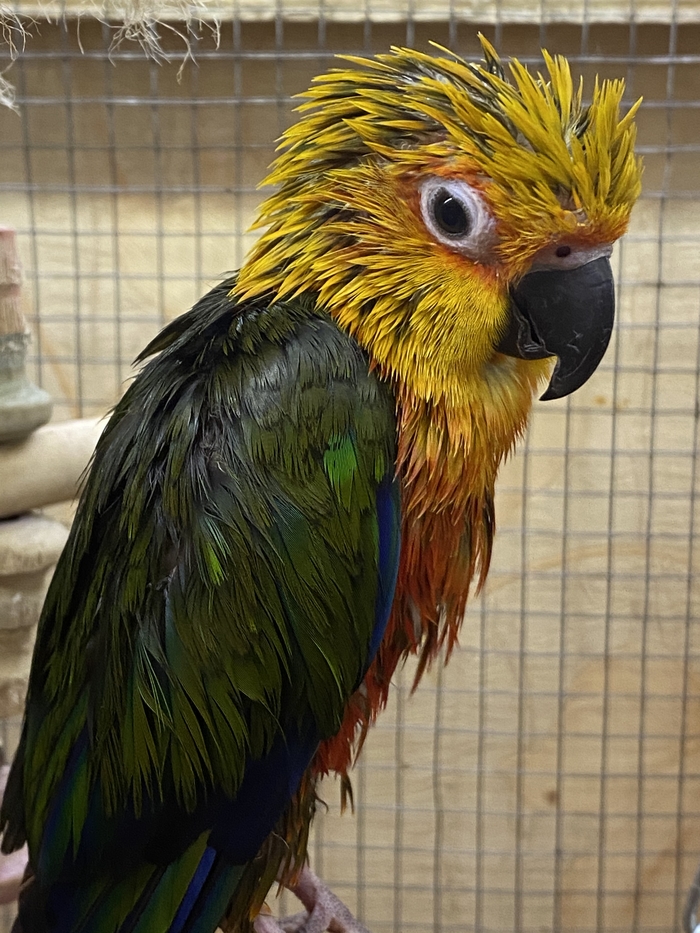 Мокрые птички Аратинга, Аратинга ендайя, Гульдова амадина, Корелла, Длиннопост, Птицы