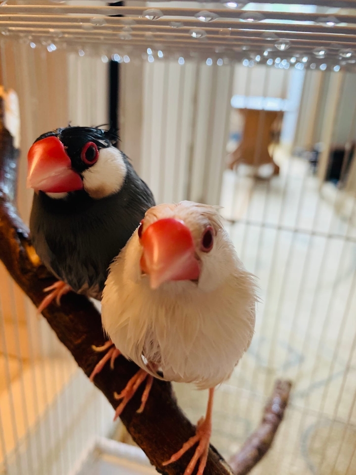 Мокрые птички Аратинга, Аратинга ендайя, Гульдова амадина, Корелла, Длиннопост, Птицы