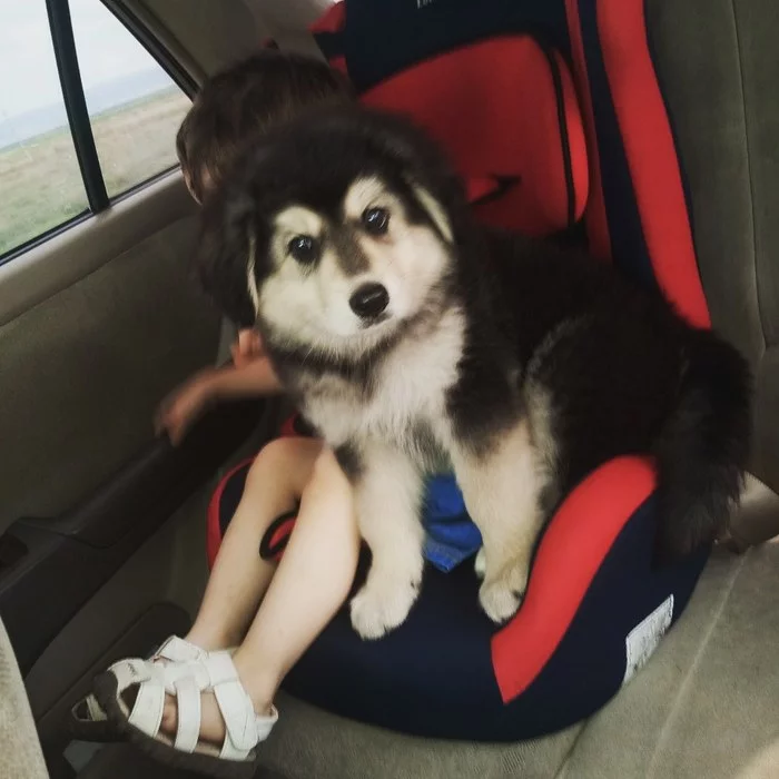 When you are both small, but the speed is high... - My, Dog, Milota, Baby car seat, Children, Puppies