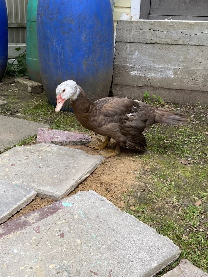 Duck needs help - My, Duck, Birds, Longpost, Question, Veterinary