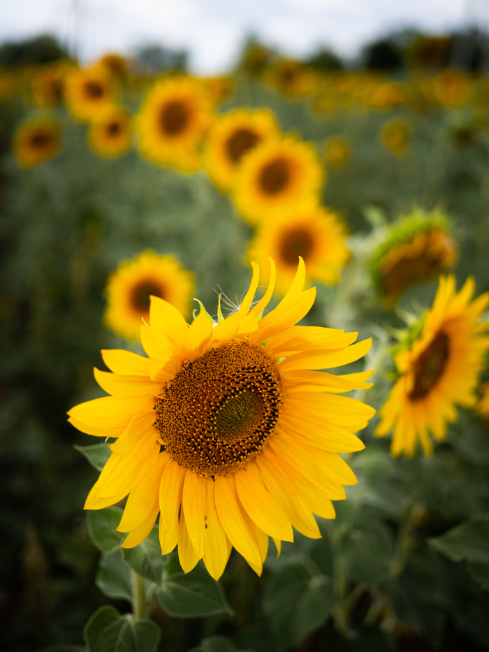 ��� �������