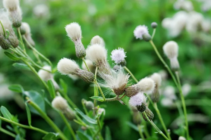 Summer - My, Flowers, Summer, The photo, Longpost