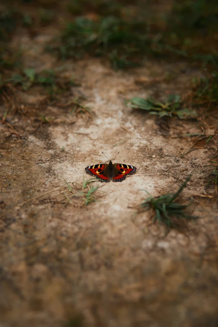 Dangerous Recreation - My, The photo, Butterfly, Canon 6D Mk II, 85mm, Macro, Macro photography