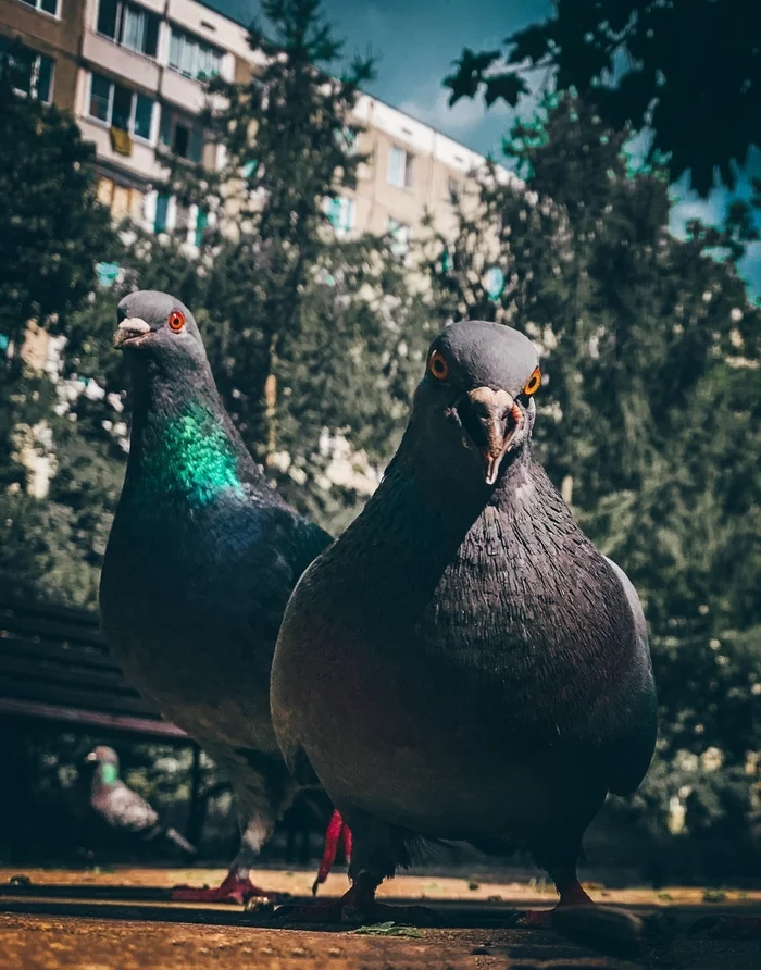 District punks - My, Mobile photography, Pigeon, Longpost