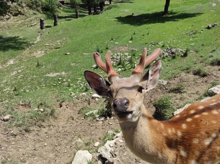 Cattle Deer - My, Deer, Animals, Cattle, Chenado