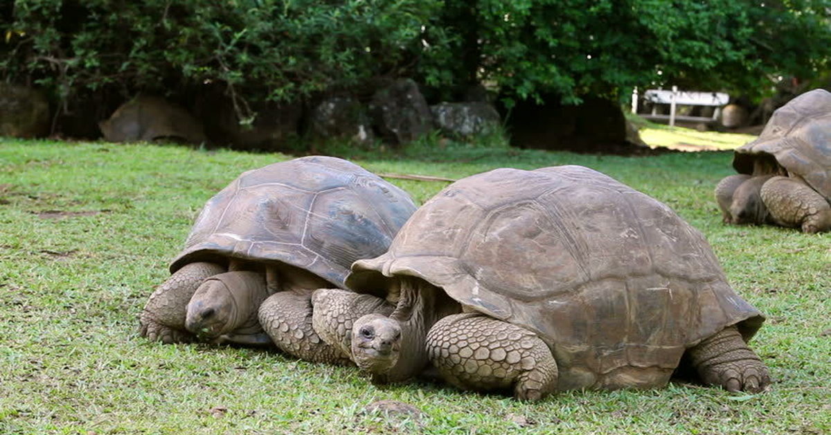 Черепаха приходит первой. Черепаха Megalochelys. Сейшельская гигантская черепаха. Маврикий черепахи гигантские. Черепахи на Сейшельских островах.