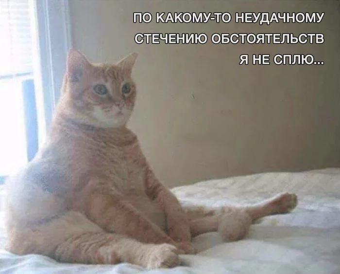As I understand it) - cat, Dream, Pose, Picture with text, Awakening, Bed
