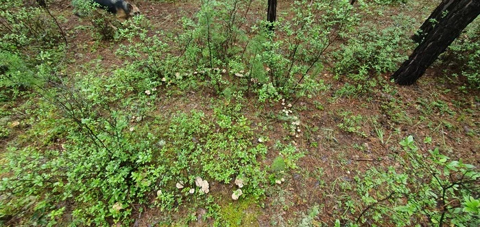 Witches circles - My, Mushrooms, Dog, Chihuahua, Longpost