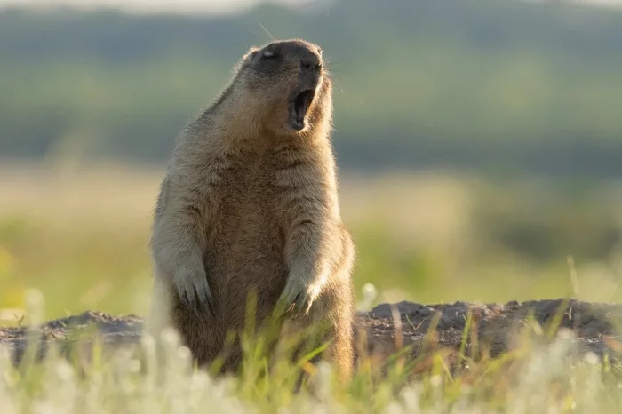 O Sole Mio - My, Nature, Animals, Marmot, The photo