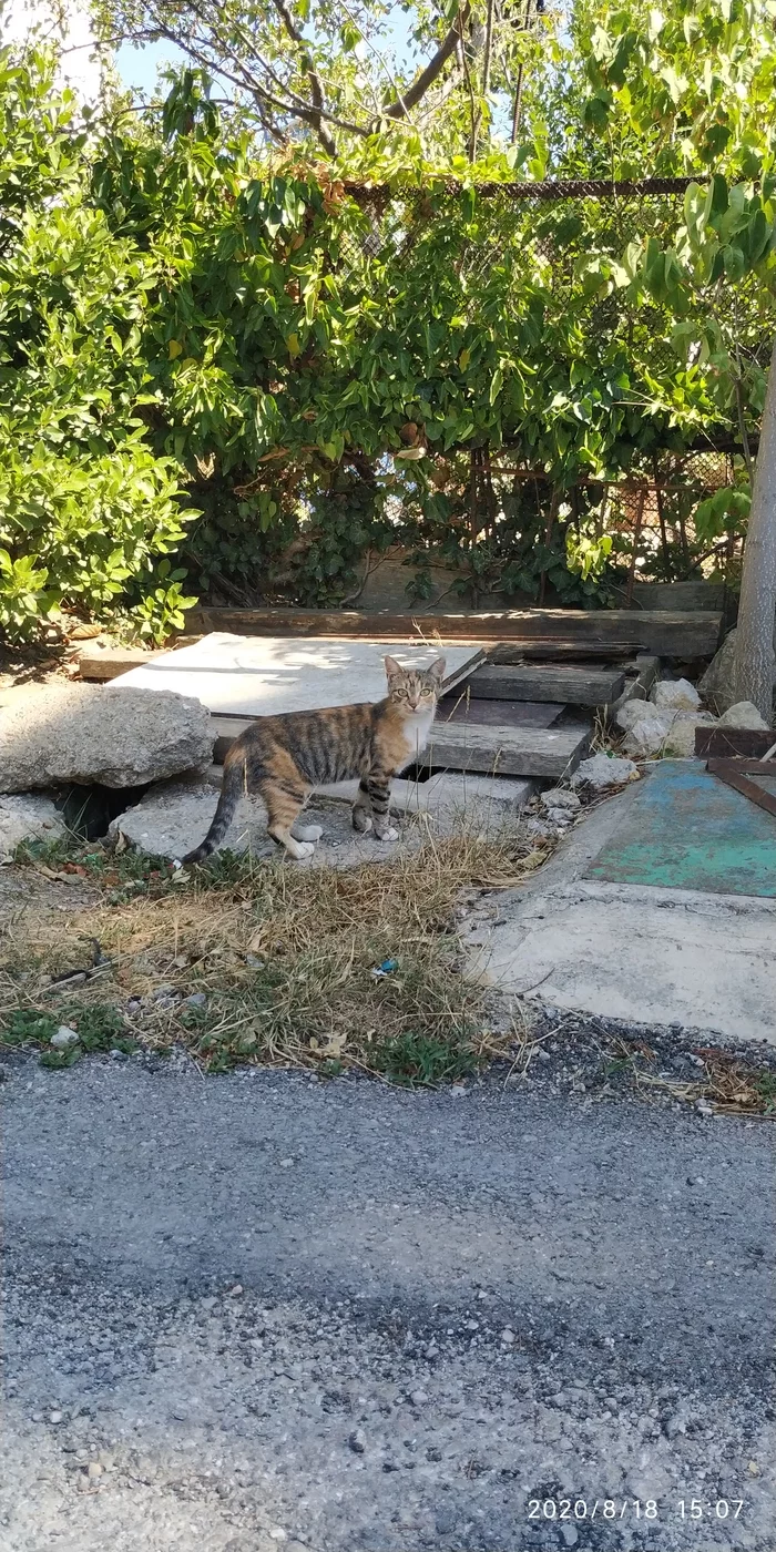 These are the cats we met in Crimea - My, Crimea, cat, Longpost