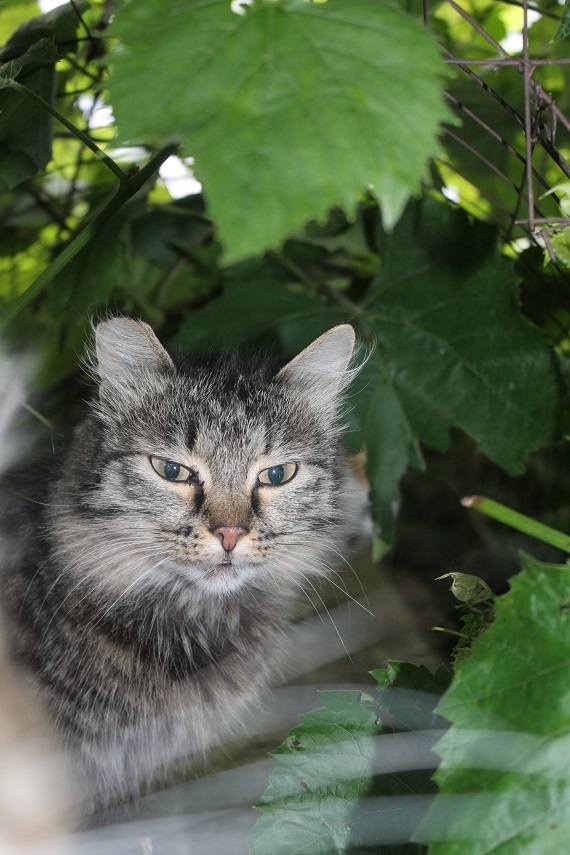 Life of the home shelter Kotoland 245 - My, cat, Shelter, Kindness, Lipetsk, Shelter Cotoland, Help, In good hands, Longpost