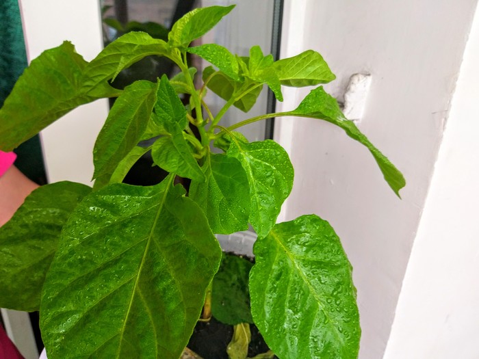     ,  , , Trinidad Scorpion, 
