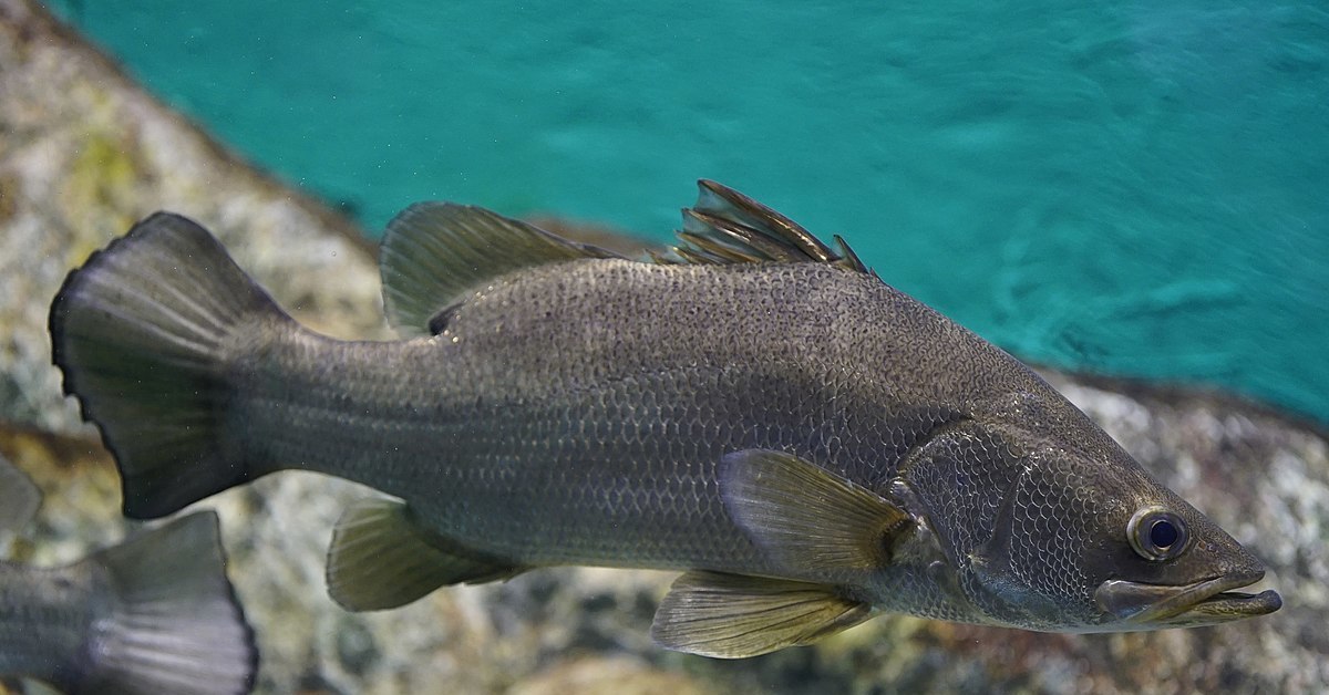 Решать рыбу. Нильский окунь в озере Виктория. Nile Perch рыба. Нильский окунь Нил. Рыба в озере Виктория Нильский окунь.