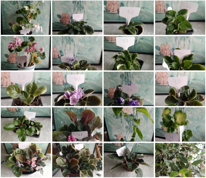 Continuation of the post “Flowers need new owners, and I need answers to questions. SPb - My, Flowers, In good hands, Houseplants, Saint Petersburg, No rating, Is free, Plants, Reply to post, Longpost