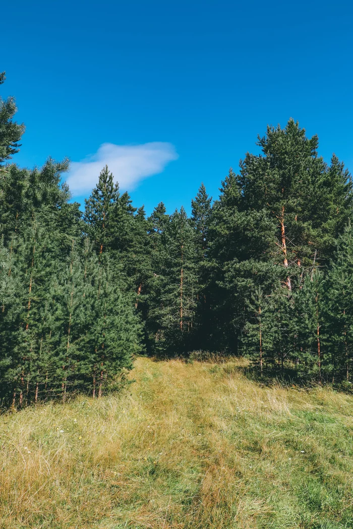 Landscape - My, The photo, Landscape, Summer, Canon 800D, Nature, Longpost