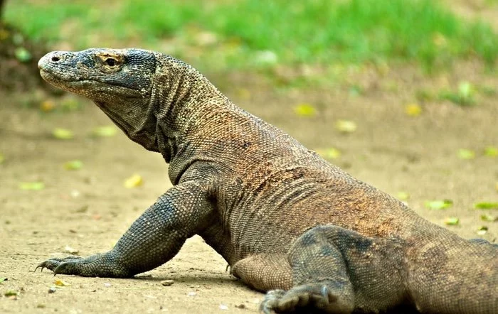 monitor lizards - Monitor lizard, , Predator, Video, Animals, Reptiles, Lizard