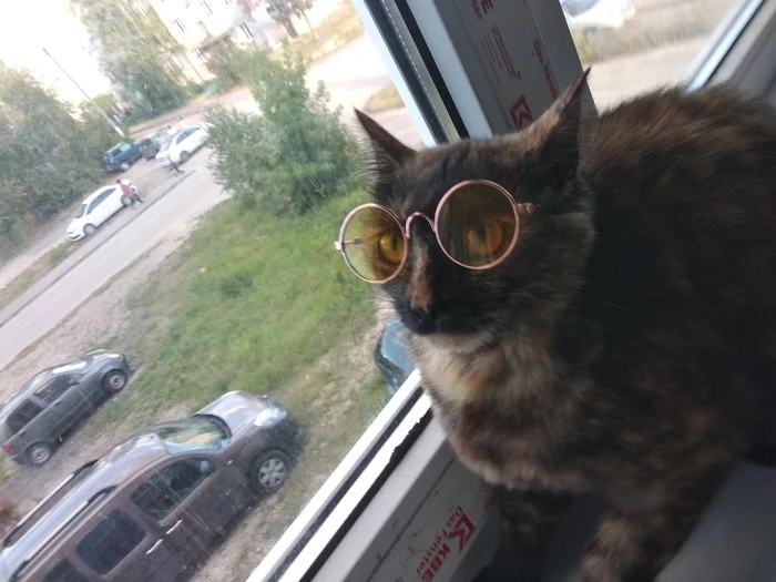 The sun is very shining))) - My, cat, Glasses