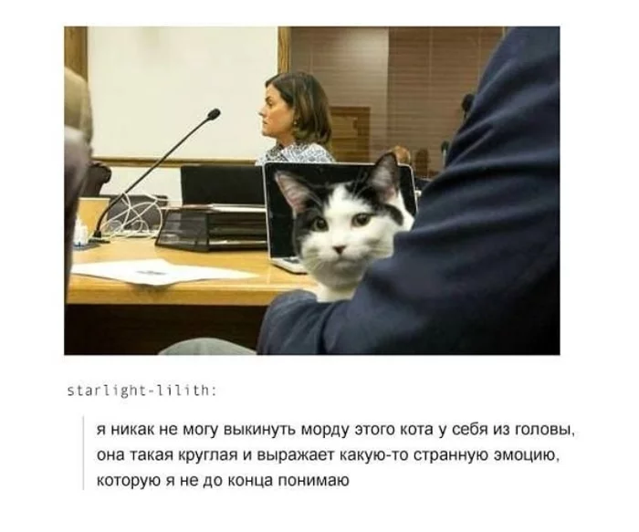 Кот - Мемы, Tumblr, Кот, Эмоции