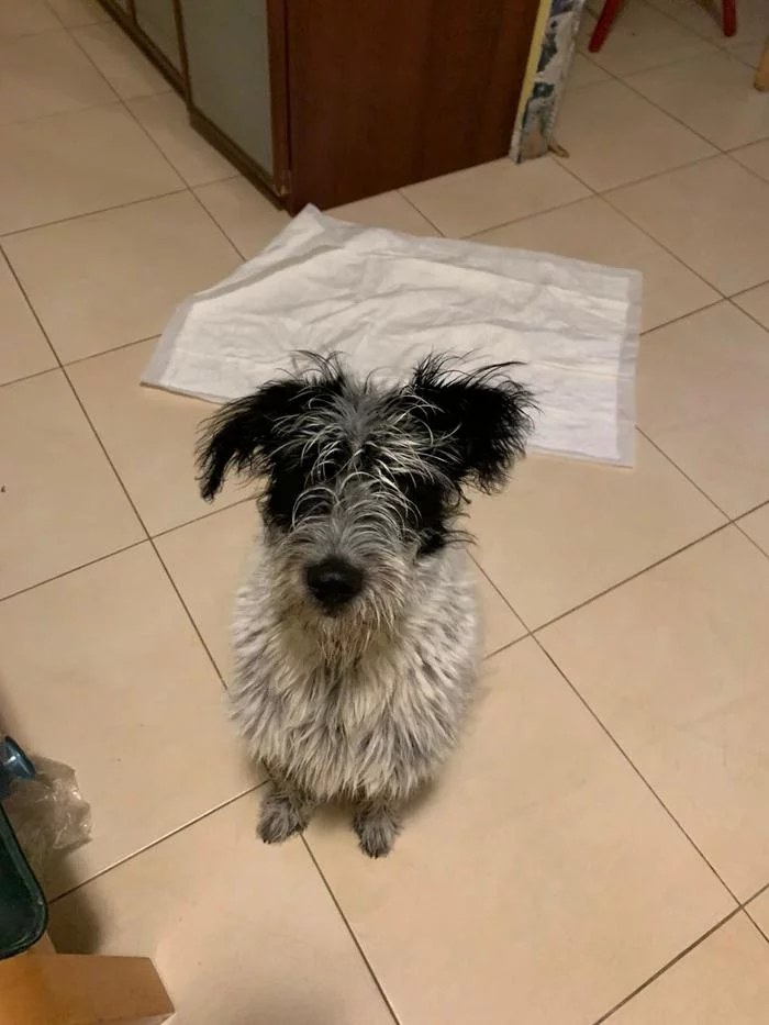 Dog found - My, No rating, Lost, Longpost, Found a dog, Dog, Puppies, Moscow, Help