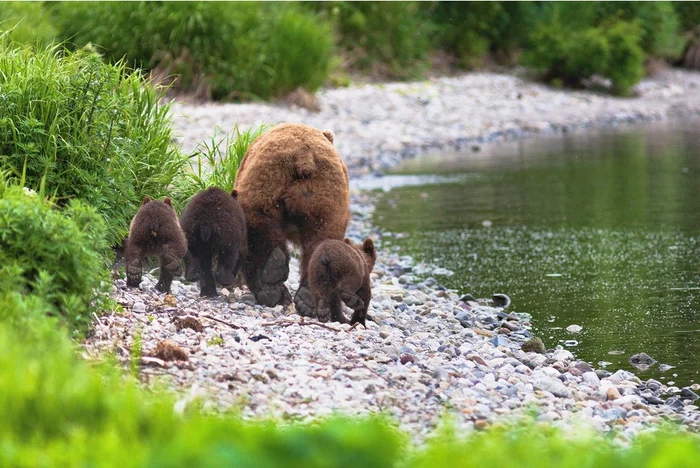 Let's break down! - The Bears, Brown bears, Teddy bears, Wild animals, Kamchatka, Kronotsky Reserve, Kuril lake, , Russian Geographical Society