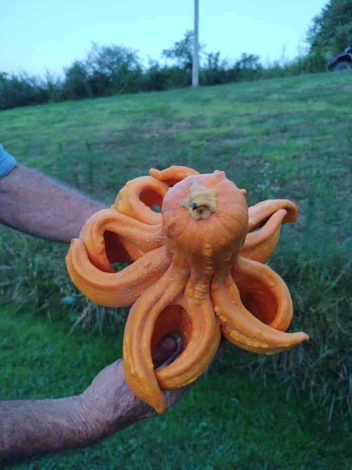 Pumpkin - Pumpkin, Cthulhu, Similarity, Facebook, Octopus