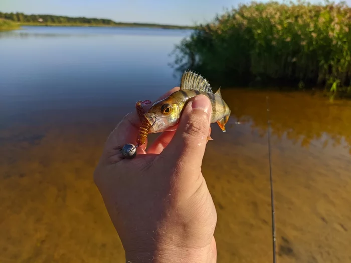 Fishing - My, Fishing, Jig, Perch, Nature, Longpost