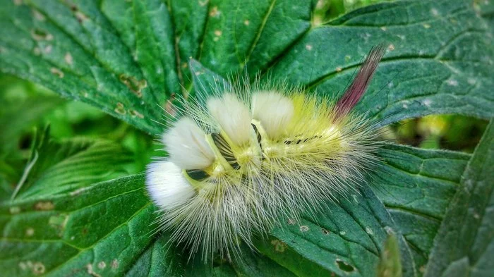 Reply to the post Caterpillar - My, Caterpillar, The photo, Nature, Butterfly, Butterfly, Metamorphosis, Reply to post, Longpost