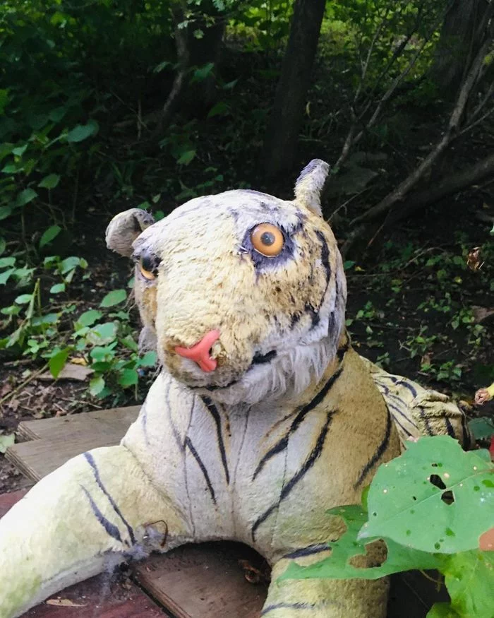 The neighbor of a stubborn fox is a stubborn tiger! - My, Stubbornness, Stoned fox, Tiger, Vladivostok, Longpost