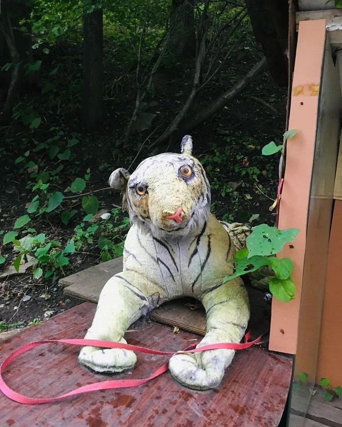 The neighbor of a stubborn fox is a stubborn tiger! - My, Stubbornness, Stoned fox, Tiger, Vladivostok, Longpost