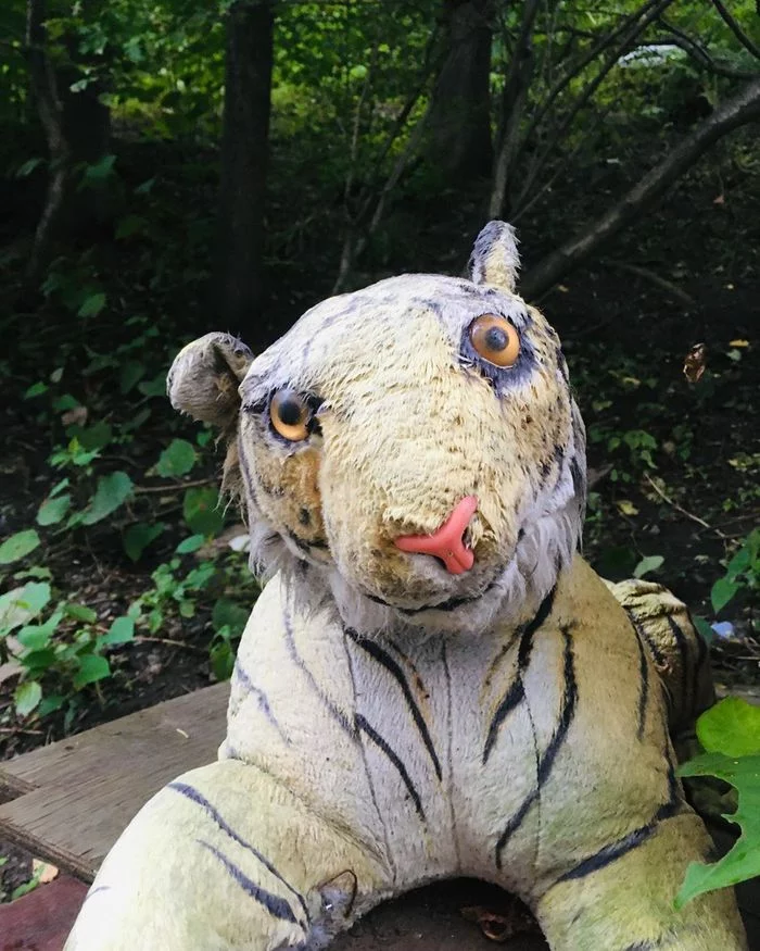 The neighbor of a stubborn fox is a stubborn tiger! - My, Stubbornness, Stoned fox, Tiger, Vladivostok, Longpost