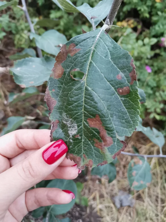 Tell me please - My, Apple tree, Gardening, Longpost, Need advice