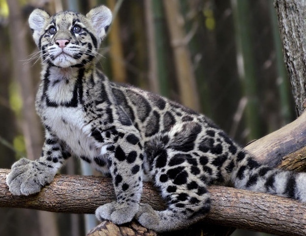 Clouded leopard pads - Paws, Longpost, The photo, Animals, Clouded leopard, Cat family, Wild animals, Cat pads