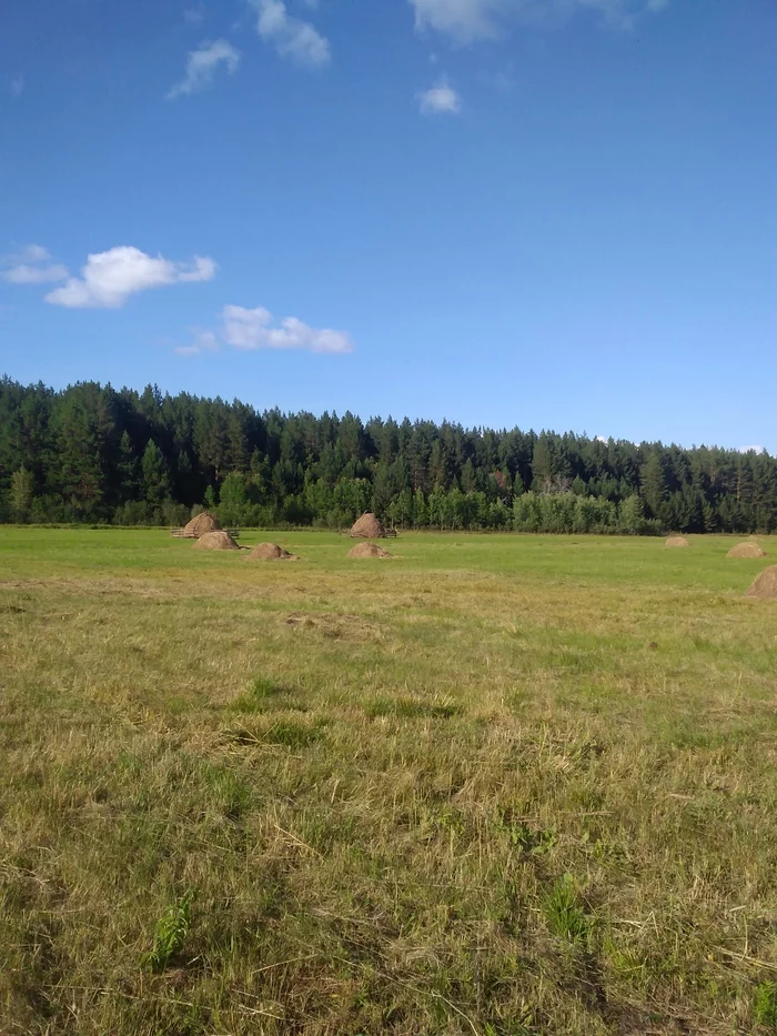 Сбор мёда на маленькой пасеке в Сибири - Моё, Пятничный тег моё, Мёд, Пчелы, Длиннопост