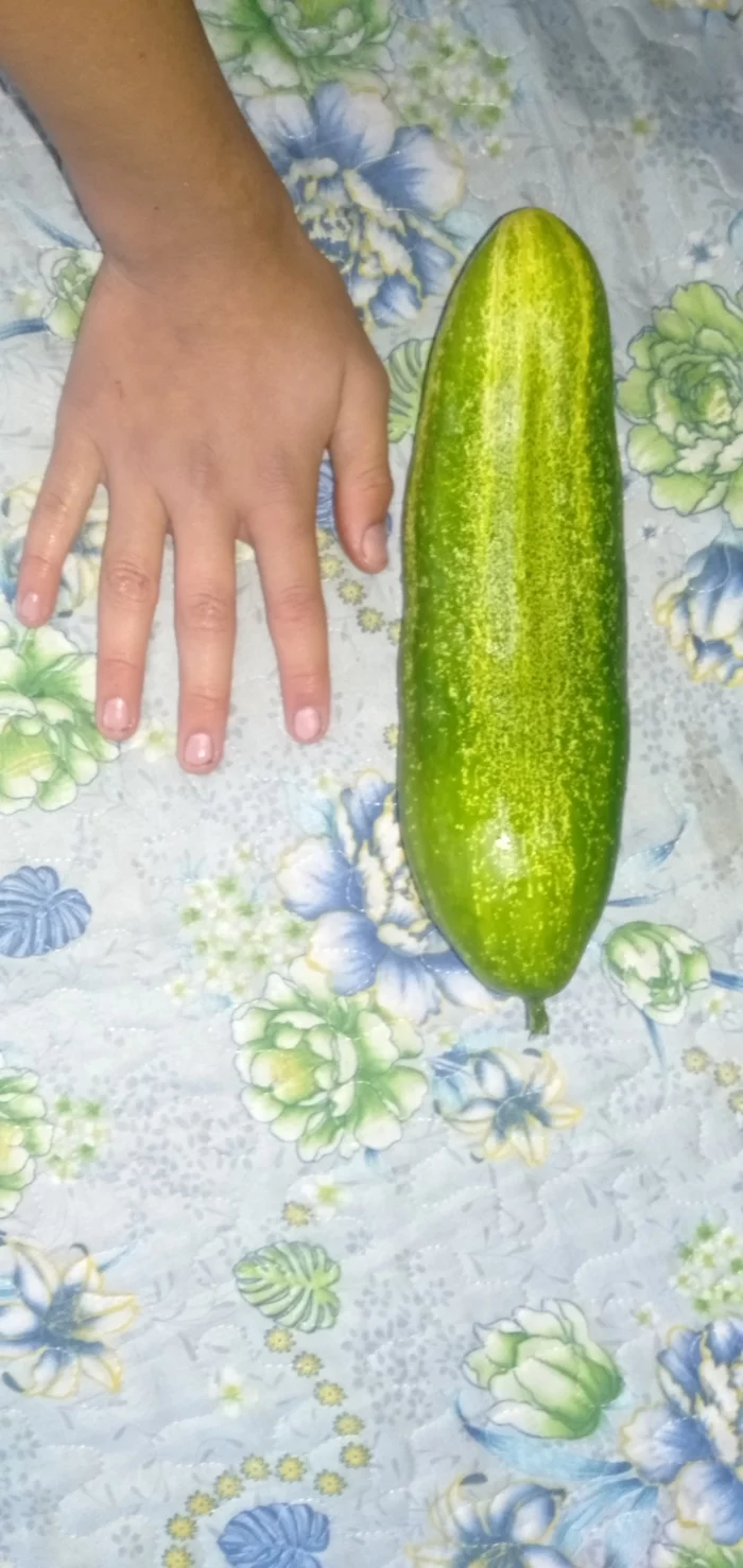 How to look for it? - My, Cucumbers, Huge, Longpost