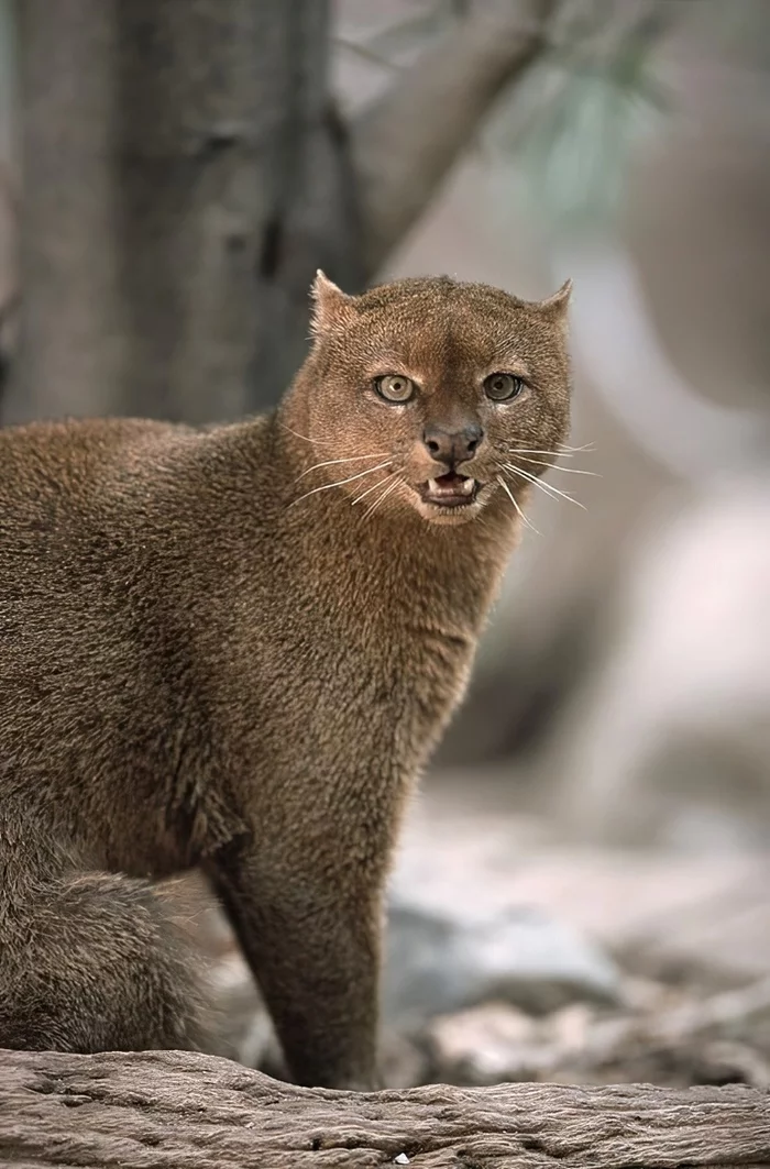 Sanya, close it! - Jaguarundi, Small cats, Cat family, Predatory animals, Wild animals, The photo