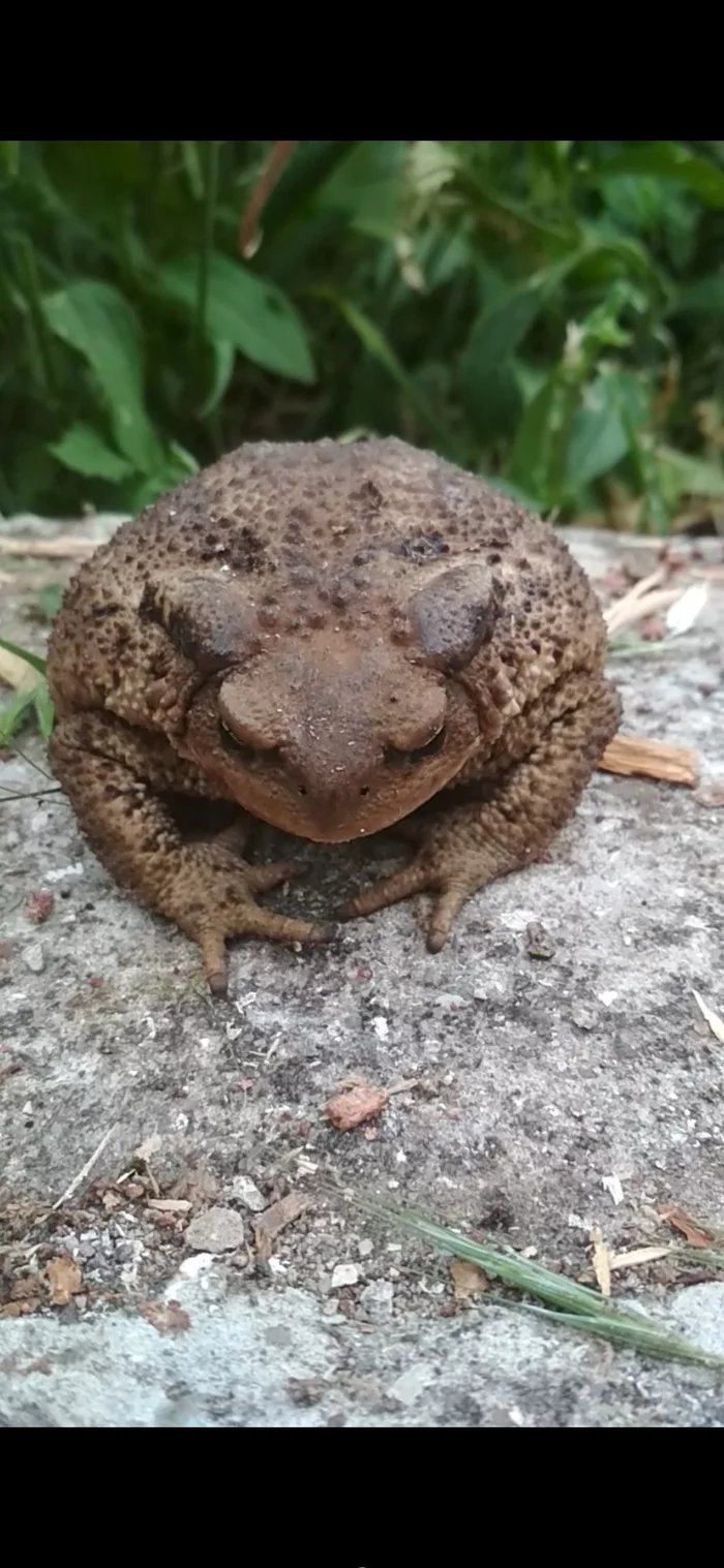 Common hypnotoad. Dacha - My, Toad, Dacha, Demon, Video, Longpost