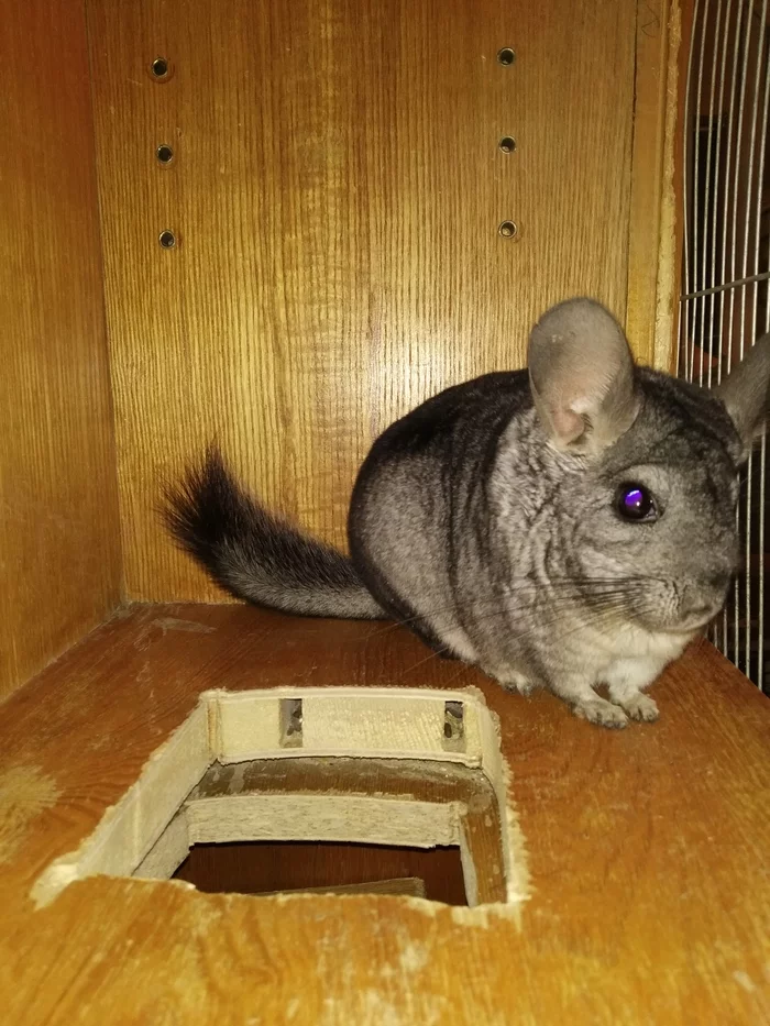 A pet for a mower or everything about keeping rabbits - My, Chinchilla, Pets, Biology, Humor, Mat, Longpost