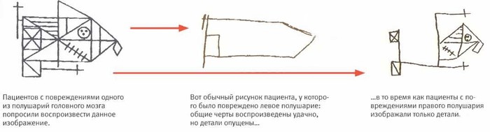 какое полушарие мозга ребенка свободно для мечтаний фантазий воображения творчества