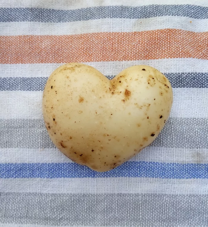Potatoes - Potatoes of Love, Heart, Potato