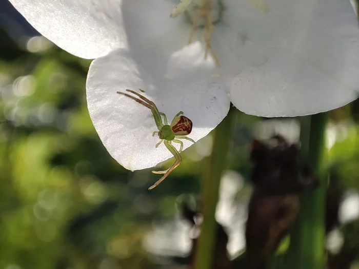 Another spider - My, Macro photography, The photo, Spider, Flowers