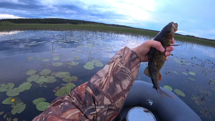 Trouble-free tackle - Longpost, Video, Zhivets, A boat, Fishing, Perch, Pike, My