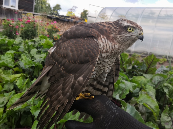 Сегодня на огороде найдена такая птица Что за птица?, Спасение животных, Длиннопост, Кировская область, Ястреб-перепелятник, Ястреб