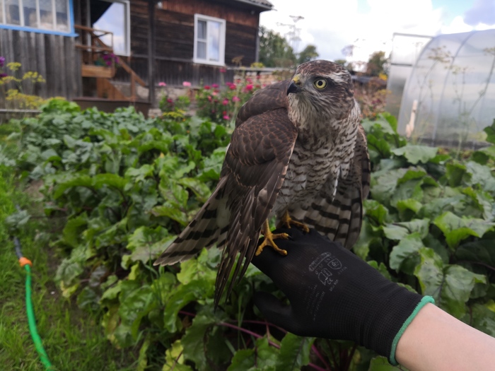 Сегодня на огороде найдена такая птица Что за птица?, Спасение животных, Длиннопост, Кировская область, Ястреб-перепелятник, Ястреб