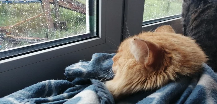 Here Comes the Rain Again... - Моё, Фотография, Кот, Дождь, Окно
