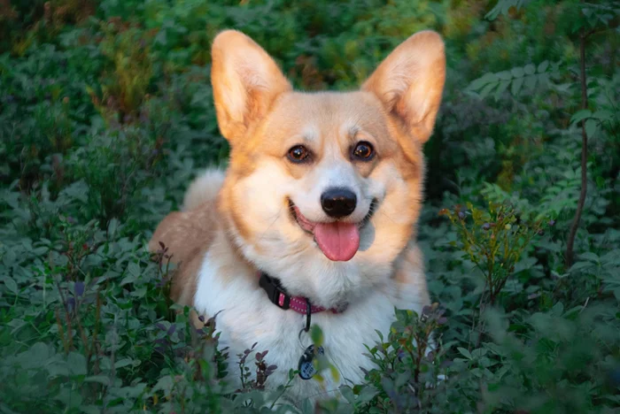 Sunset - My, Dog, Corgi, Nature, Summer