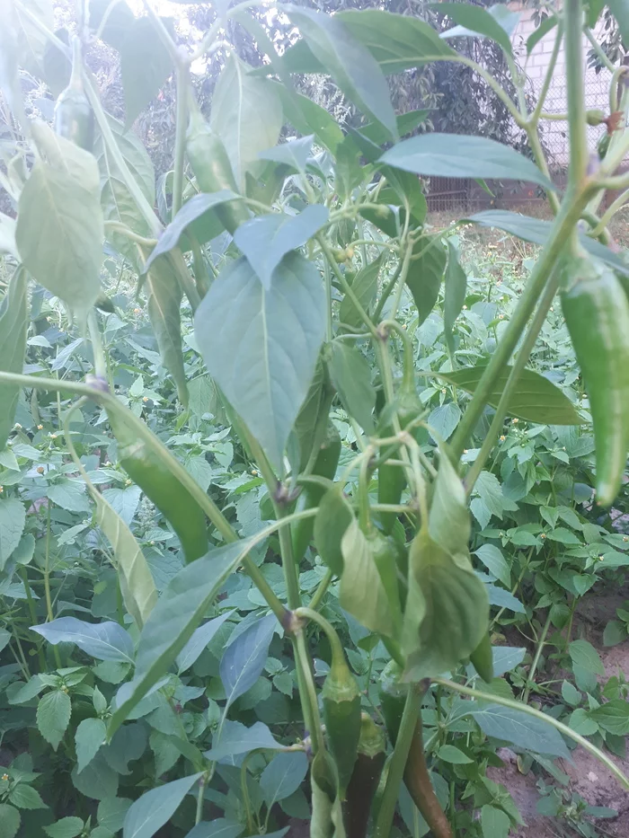 The pepper is ripe - My, Hot peppers, Help, Garden, Longpost