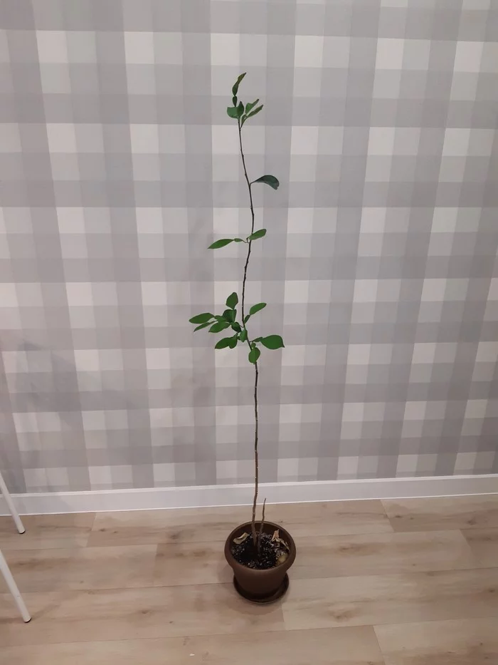 What kind of plant? - Botany, Plant growing, What kind of plant, Longpost